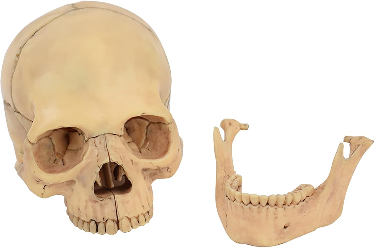 小型人体骨格模型 吊り下げ型ショーティー A18/1｜人体全身骨格模型